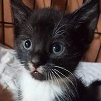 DIDI, Mixed Breed (Fundacja Głosem Zwierząt)