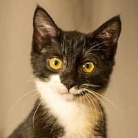COCO, Mixed Breed (Fundacja Głosem Zwierząt)