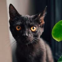 NERO, Mixed Breed (Fundacja Głosem Zwierząt)