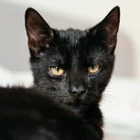 PIERRO, Mixed Breed (Fundacja Głosem Zwierząt)