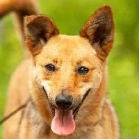 MELISA, Mixed Breed (Fundacja Głosem Zwierząt)