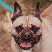 GOJA, Mixed Breed (Fundacja Głosem Zwierząt)