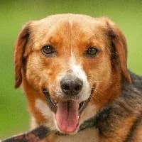 SHELBY, Mixed Breed (Fundacja Głosem Zwierząt)