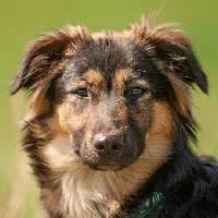 YOKO, Mixed Breed (Fundacja Głosem Zwierząt)