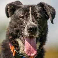 ARCZI, Mixed Breed (Fundacja Głosem Zwierząt)