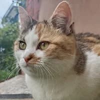 TRIXIE, Mixed Breed (Fundacja Głosem Zwierząt)