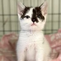 MAMROTEK, Mixed Breed (Fundacja Głosem Zwierząt)