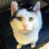 RAMI, Mixed Breed (Fundacja Głosem Zwierząt)