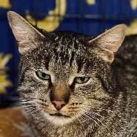 MYSŁAW, Mixed Breed (Fundacja Głosem Zwierząt)