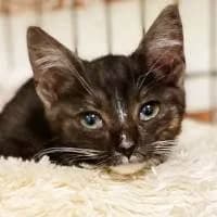 DROPS, Mixed Breed (Fundacja Głosem Zwierząt)
