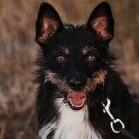 AGAT, Mixed Breed (Fundacja Głosem Zwierząt)