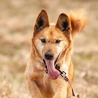 DINGO, Mixed Breed (Fundacja Głosem Zwierząt)