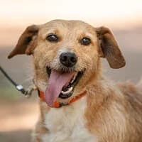 NURI, Mixed Breed (Fundacja Głosem Zwierząt)
