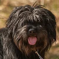 CHUCK, Mixed Breed (Fundacja Głosem Zwierząt)