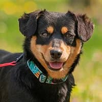 LEYLA, Mixed Breed (Fundacja Głosem Zwierząt)