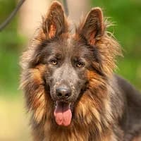 ANA, Mixed Breed (Fundacja Głosem Zwierząt)