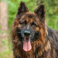 RUFUS, Mixed Breed (Fundacja Głosem Zwierząt)