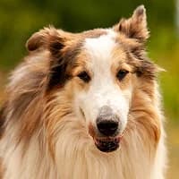 ENZO, Mixed Breed (Fundacja Głosem Zwierząt)