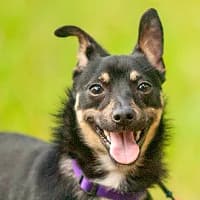 DUSZEK, Mixed Breed (Fundacja Głosem Zwierząt)