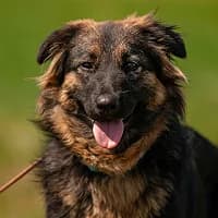 MASZA, Mixed Breed (Fundacja Głosem Zwierząt)