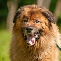 DIMA, Mixed Breed (Fundacja Głosem Zwierząt)