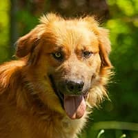 AJKO, Mixed Breed (Fundacja Głosem Zwierząt)