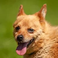 GROSZEK, Mixed Breed (Fundacja Głosem Zwierząt)