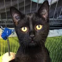PITAGORAS, Mixed Breed (Fundacja Głosem Zwierząt)