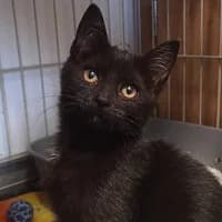 TESLA, Mixed Breed (Fundacja Głosem Zwierząt)