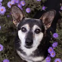 KAZIO, Mixed Breed (Fundacja Głosem Zwierząt)