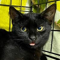 ELVIS, Mixed Breed (Fundacja Głosem Zwierząt)