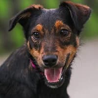 MOLLY, Mixed Breed (Fundacja Głosem Zwierząt)