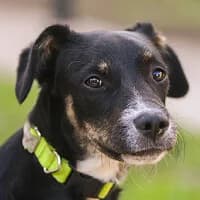 MALI, Mixed Breed (Fundacja Głosem Zwierząt)