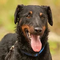 NORTON, Mixed Breed (Fundacja Głosem Zwierząt)