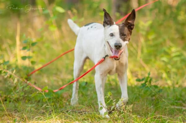 GRUSZKA, Mixed Breed (Fundacja Głosem Zwierząt)
