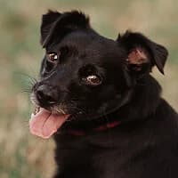CIASTEK, Mixed Breed (Fundacja Głosem Zwierząt)