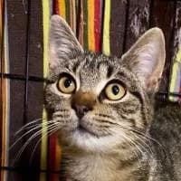 SABINA, Mixed Breed (Fundacja Głosem Zwierząt)