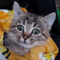 BIBI, Mixed Breed (Fundacja Głosem Zwierząt)