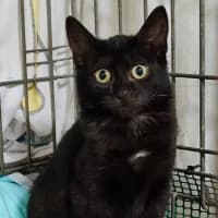 BUBU, Mixed Breed (Fundacja Głosem Zwierząt)