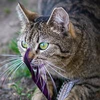 NISIA, Mixed Breed (Fundacja Głosem Zwierząt)