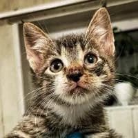 NIEŚMIAŁEK, Mixed Breed (Fundacja Głosem Zwierząt)