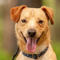 IMBIREK, Mixed Breed (Fundacja Głosem Zwierząt)