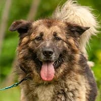 HARRY, Mixed Breed (Fundacja Głosem Zwierząt)