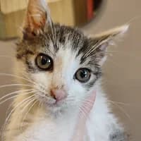 BIRK, Mixed Breed (Fundacja Głosem Zwierząt)