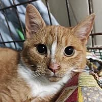 MARIO, Mixed Breed (Fundacja Głosem Zwierząt)