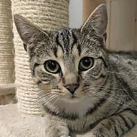 LUIGI, Mixed Breed (Fundacja Głosem Zwierząt)