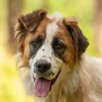 DUMKA, Mixed Breed (Fundacja Głosem Zwierząt)