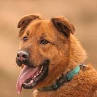 PEDRO, Mixed Breed (Fundacja Głosem Zwierząt)