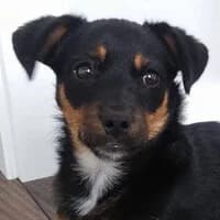 DALIA, Mixed Breed (Fundacja Głosem Zwierząt)