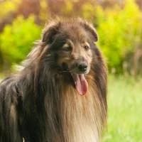 LUMI, Mixed Breed (Fundacja Głosem Zwierząt)